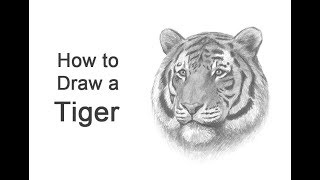 How to Draw a Tiger Head Detail [upl. by Anastice]