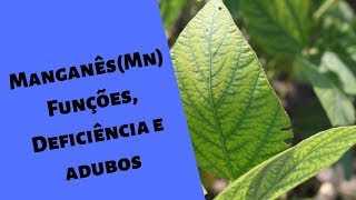 Manganês Mn nas plantas Funções Sintomas e adubos I Série Nutrientes [upl. by Doughman]