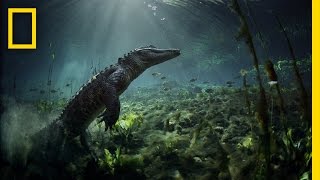 Meet the Residents of Everglades National Park  Americas National Parks [upl. by Rowney]