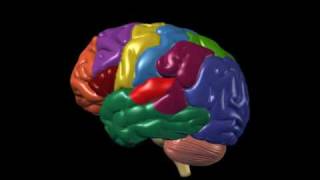 Brain Anatomy and Functions  Nucleus Health [upl. by Icat]