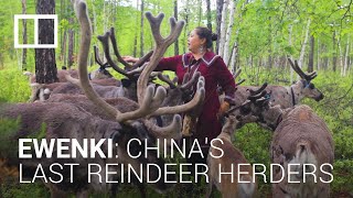 The last reindeer herders China’s ethnic minority Ewenki keep a centuriesold tradition alive [upl. by Dola]