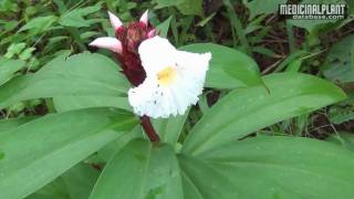 Costus speciosus [upl. by Guilbert]