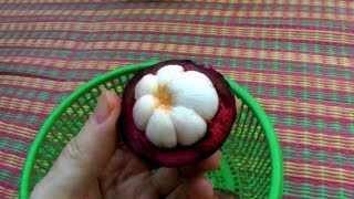 Picking and Eating a Ripe Purple Mangosteen  Garcinia Mangostana  HD Video [upl. by Intosh892]