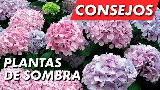 Mejores plantas de sombra 🌼 [upl. by Whittaker88]