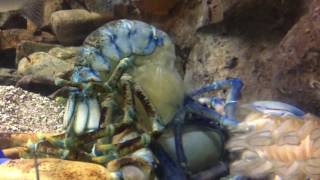 Rare Blue Lobster Molting [upl. by Maclean]