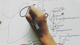 Plasmodium vivax life cycle  English  malaria [upl. by Ilana]