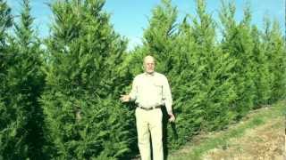 Leyland Cypress Evergreen Trees [upl. by Gatian184]