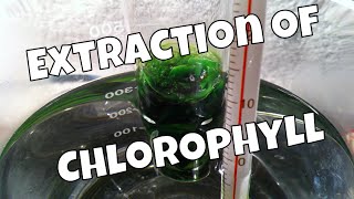 Extraction Of Chlorophyll With Ethanol [upl. by Novelia]