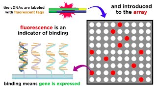 Gene Expression Analysis and DNA Microarray Assays [upl. by Avilo]