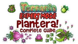 Terraria Plantera Guide Expert Mode amp Normal Too PC Console and Mobile 13 amp 12 [upl. by Adnole850]