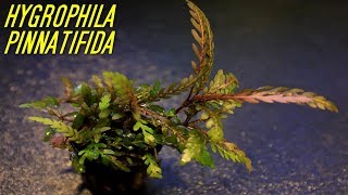 Beginner Aquarium plants that experts use Hygrophila Pinnatifida [upl. by Aivun246]