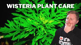 How To Grow Propagate and Care for Water Wisteria  Hygrophila Difformis [upl. by Yrac75]