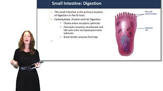 Digestive System Small Intestine [upl. by Zalea]