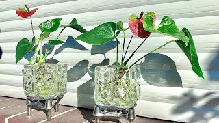 How to Grow an Anthurium  Anthurium Plants Care [upl. by Ahsinev340]