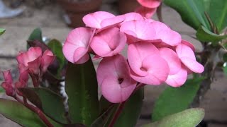 Growing Crown of Thorns Euphorbia milii [upl. by Inirt]