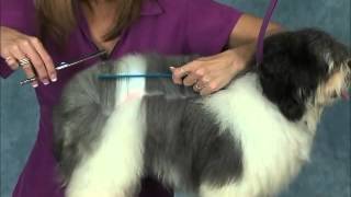 How to Groom a Havanese Jodi Murphy Instructional Series [upl. by Arni]