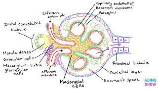 Renal Anatomy  The Glomerulus [upl. by Teresita886]