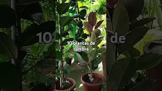 10 PLANTAS DE SOMBRA TOTAL [upl. by Frances503]