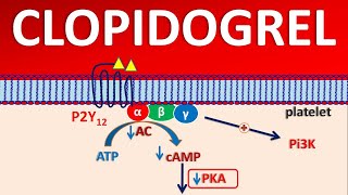 Clopidogrel PLAVIX  Mechanism side effects precautions amp uses [upl. by Klatt]