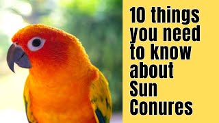 10 Things you NEED to know about SUN CONURES [upl. by Laemaj]