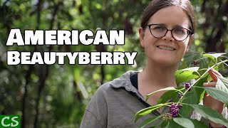 Growing American Beautyberry  Native Edible [upl. by Eila]