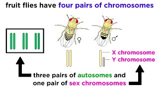 How Xchromosome inherited by offspring [upl. by Ardnoik644]