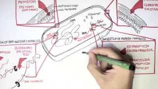 Microbiology  Antibiotics Mechanisms of Action [upl. by Ymmij]