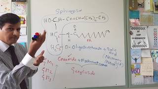 Membrane Lipids  Glycerophospholipids and Sphingolipids [upl. by Anilek814]