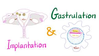 Implantation amp Gastrulation  Embryology series  Organogenesis [upl. by Norita]