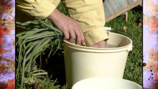 Harvesting Salsify [upl. by Hinckley]