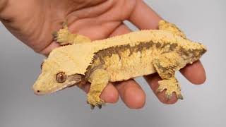 Handling Your Crested Gecko New Owners Watch This [upl. by Ahsieker337]