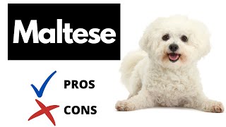 Maltese Dog Pros And Cons SHOCKING [upl. by Ardnnaed]