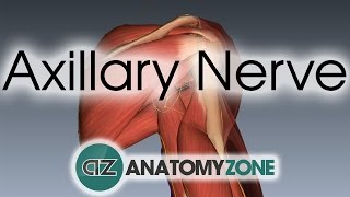 Axillary Nerve  3D Anatomy Tutorial [upl. by Suirtimed]