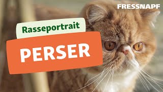 Perser Katze Rasseportrait  FRESSNAPF [upl. by Akayas]