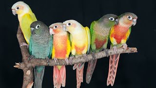 green cheek conure sound parrots bird Birds singing [upl. by Siblee820]