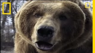 How to Survive a Grizzly Attack  National Geographic [upl. by Nevets]