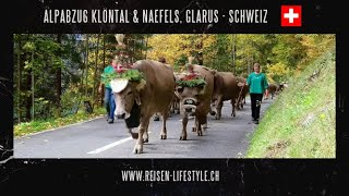 Alpabzug Klöntal und Näfels  Schweiz  reisenlifestylech [upl. by Miarfe]