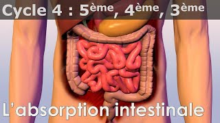 SVT  Cycle 4  COURS  Labsorption intestinale [upl. by Bucky]