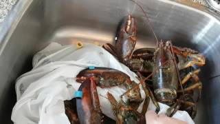 Boiling Live Lobster [upl. by Airrej]