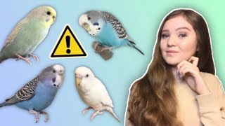 What You Need to Know Before Getting a Budgie THE TRUTH About Budgies as Pets [upl. by Biddie595]