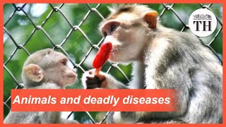 All about Zoonotic Diseases [upl. by Lachlan]