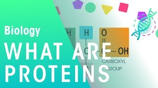 What Are Proteins  Cells  Biology  FuseSchool [upl. by Narruc519]