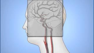 Neuroanatomie  Le cervelet [upl. by Nohsauq837]