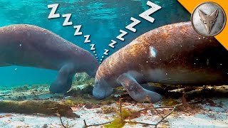 How do Manatees Sleep Underwater [upl. by Tnarud525]