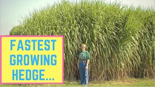 Miscanthus Giganteus Ornomental Grass  Fastest Growing Privacy Hedge [upl. by Philpot]