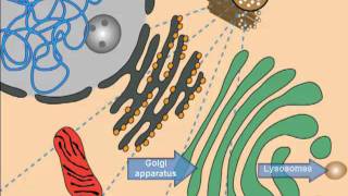 Lysosomal Storage Diseases Cell Introduction [upl. by Illib]