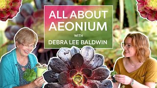 All About AEONIUM with Debra Lee Baldwin [upl. by Phira]