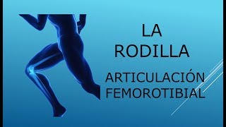 La rodilla Articulación femorotibial [upl. by Jarin]