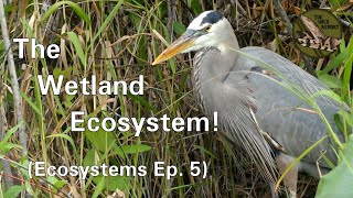 Ecosystems Episode 5 The Wetland Ecosystem 4K [upl. by Pufahl]