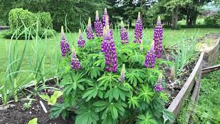 MidSummer Planting Lupine [upl. by Llenehc]